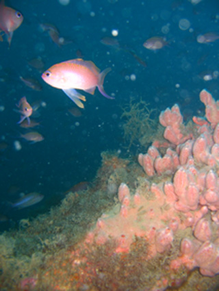 Crella elegans